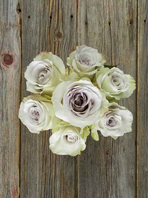 EARLY GREY  VINTAGE LAVENDER ROSES